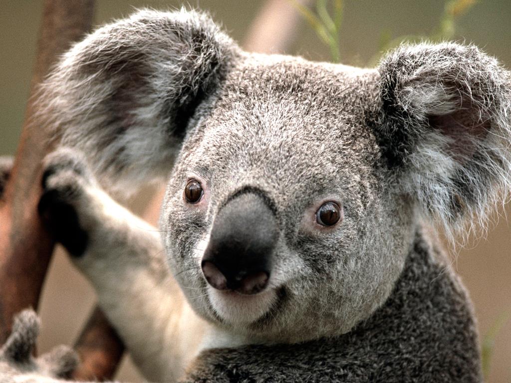 Koala - Copasdasdady.jpg